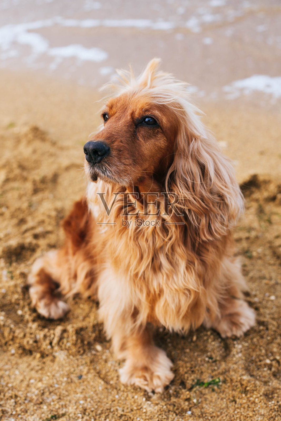 英国可卡犬的狗狗形象照片摄影图片