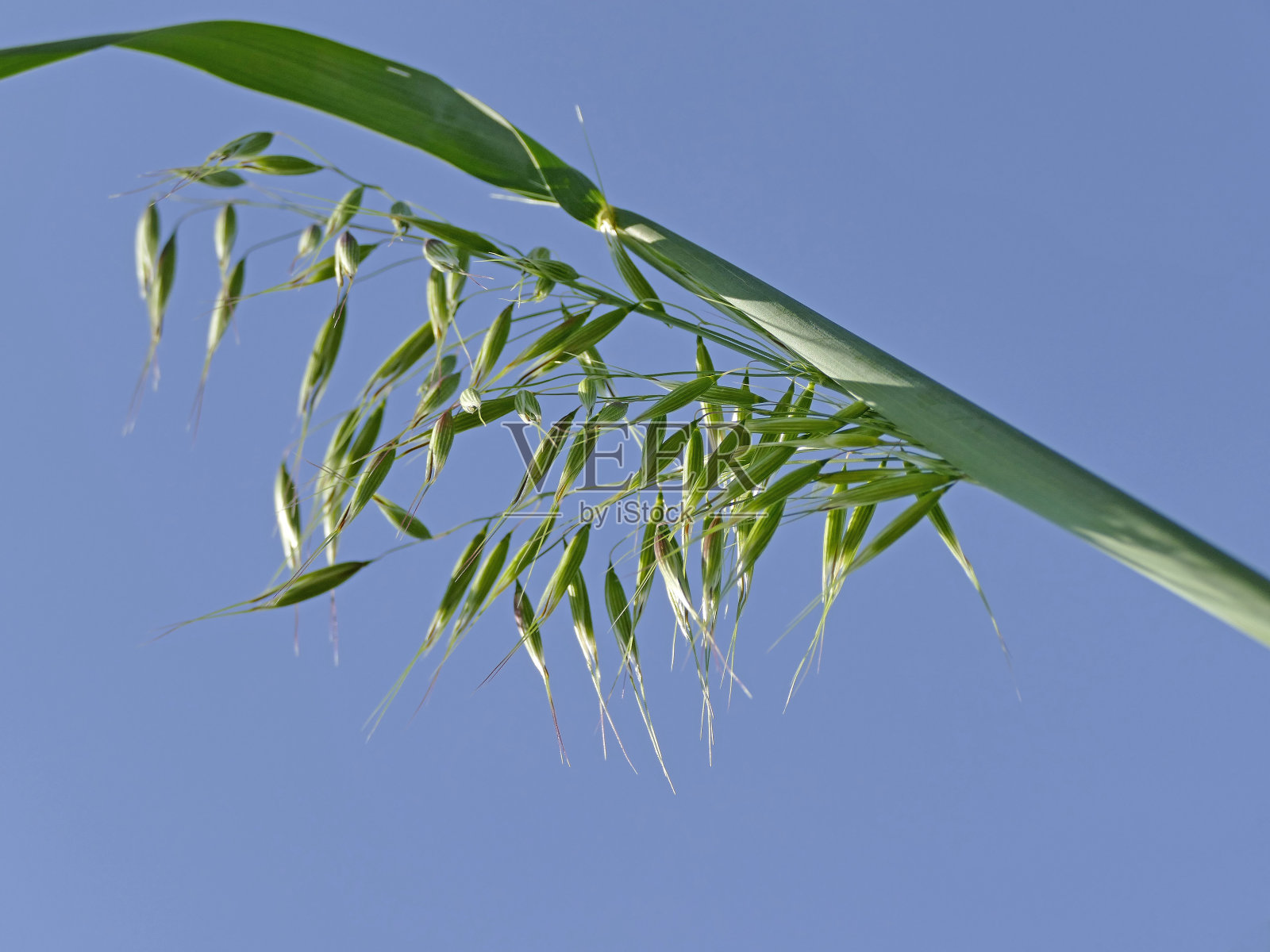 燕麦，头顶蓝天照片摄影图片