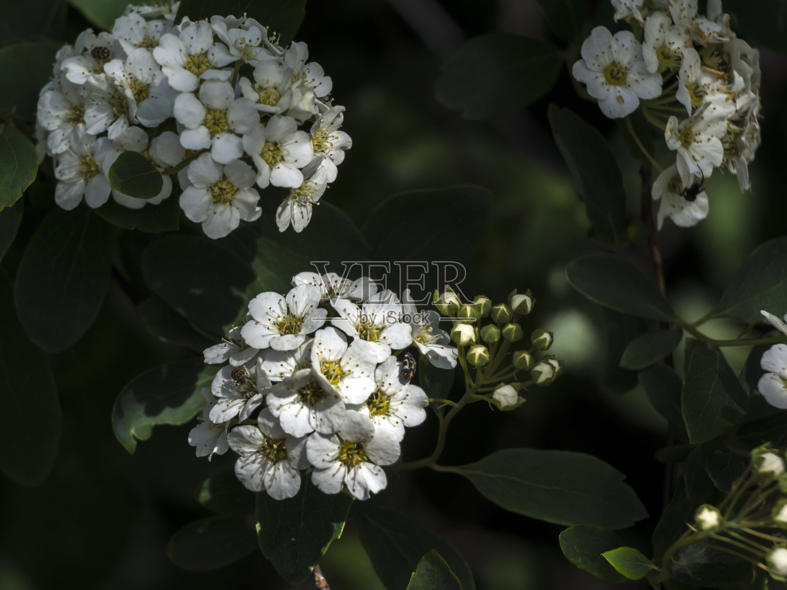 普通螺旋线(Spiraea x Vanhoutte)照片摄影图片