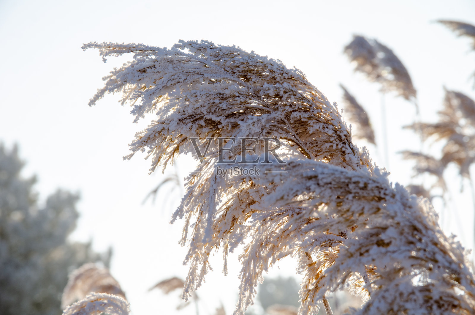 芦苇在第一缕阳光中覆盖着白霜照片摄影图片