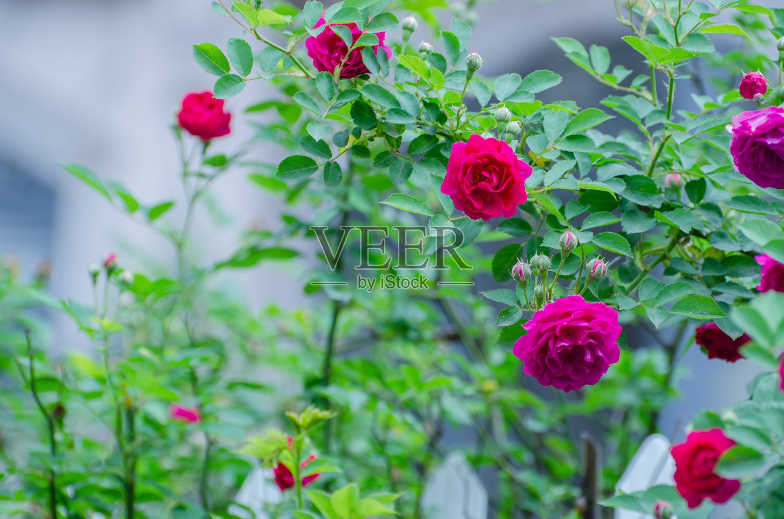 花园里美丽的玫瑰照片摄影图片