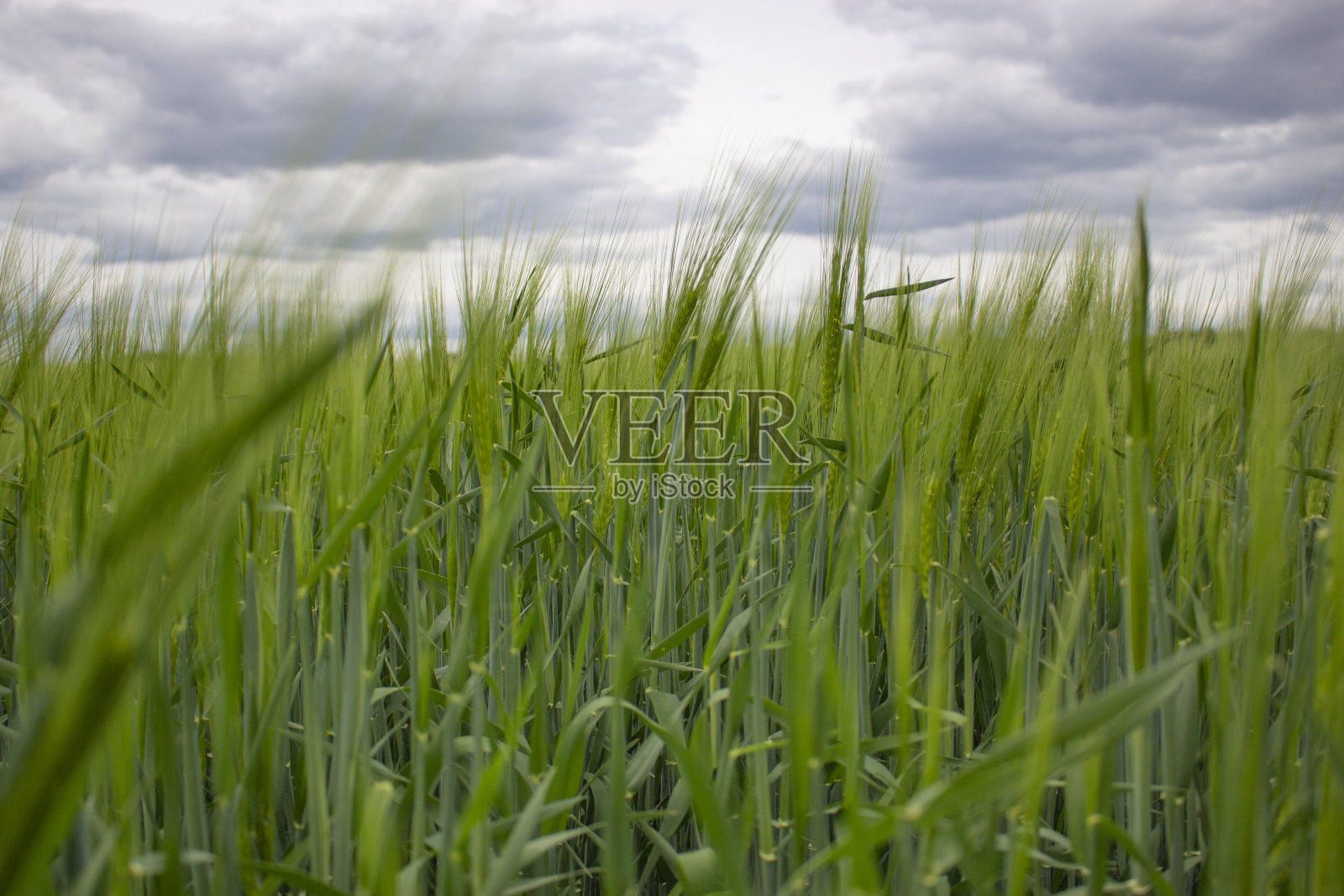 在多云的天空背景上的大麦或小麦的小穗照片摄影图片
