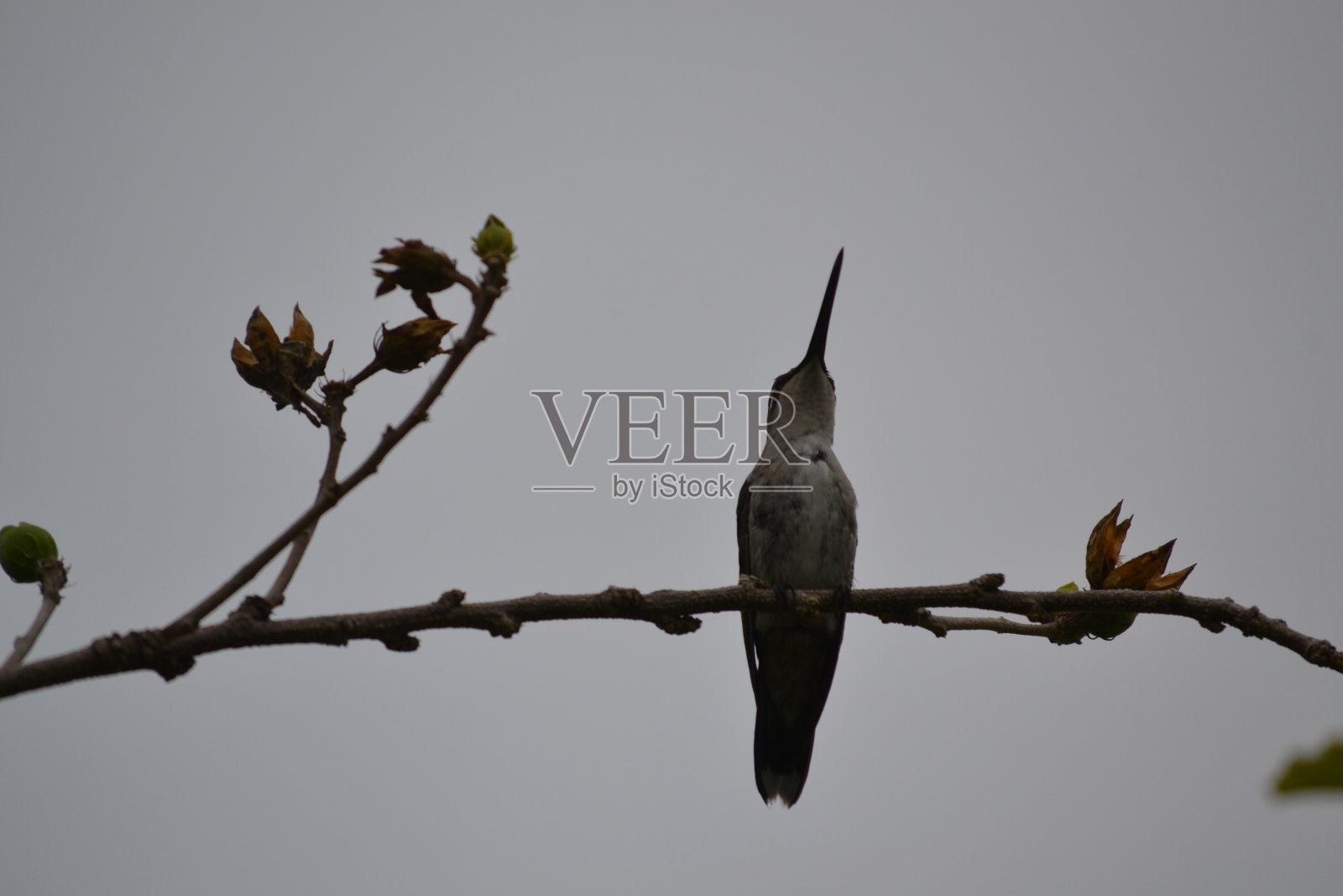 蜂鸟照片摄影图片