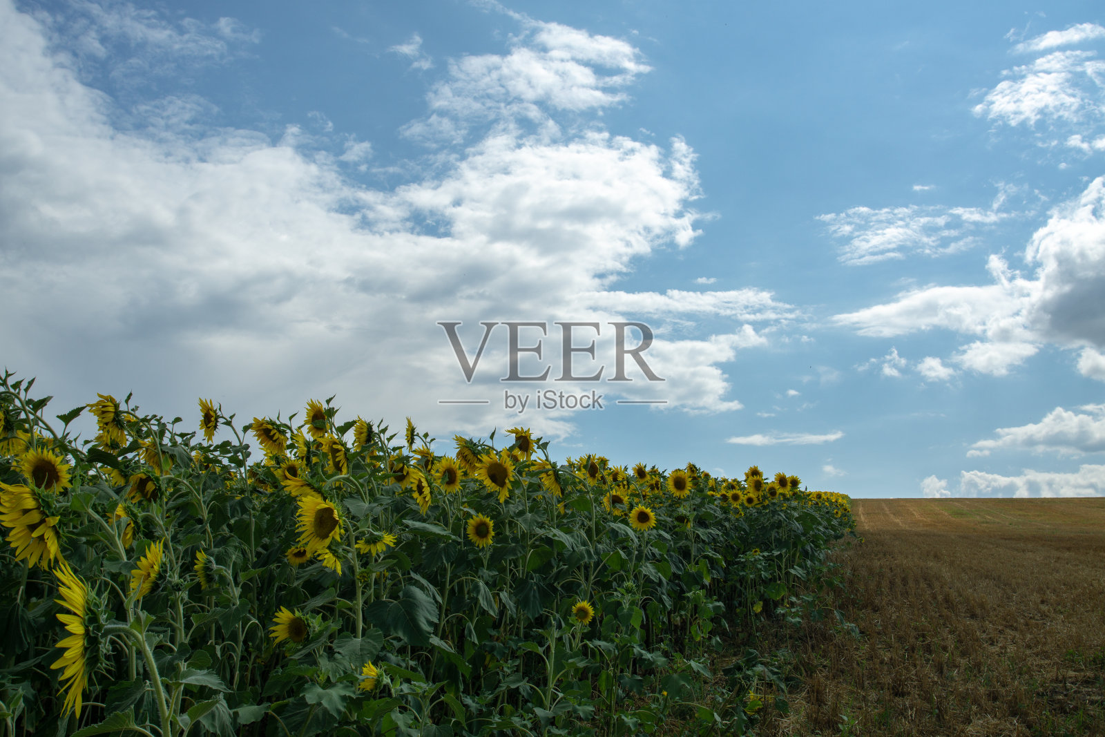 金色的向日葵田。美丽的向日葵和蔚蓝的天空。照片摄影图片