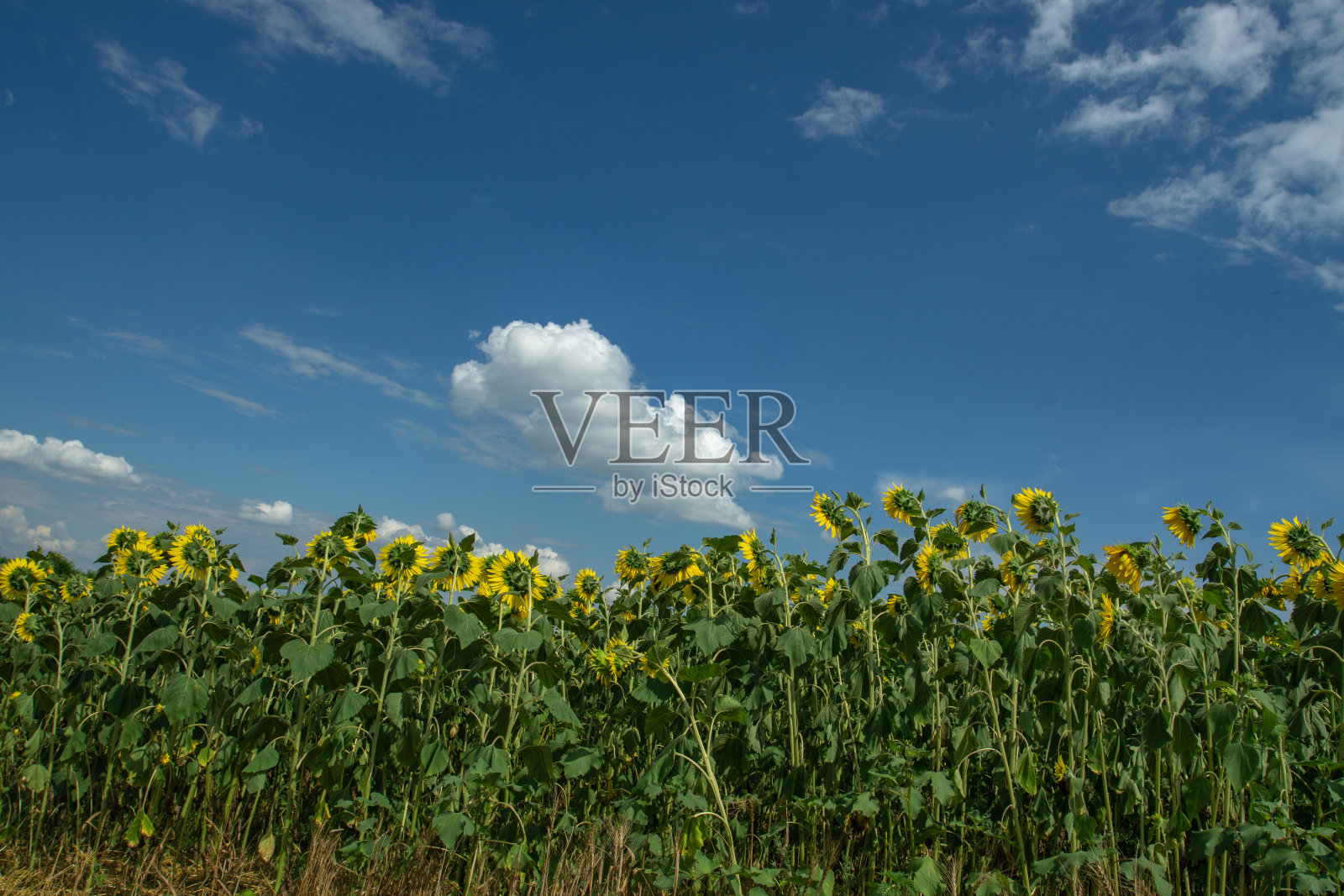 金色的向日葵田。美丽的向日葵和蔚蓝的天空。照片摄影图片