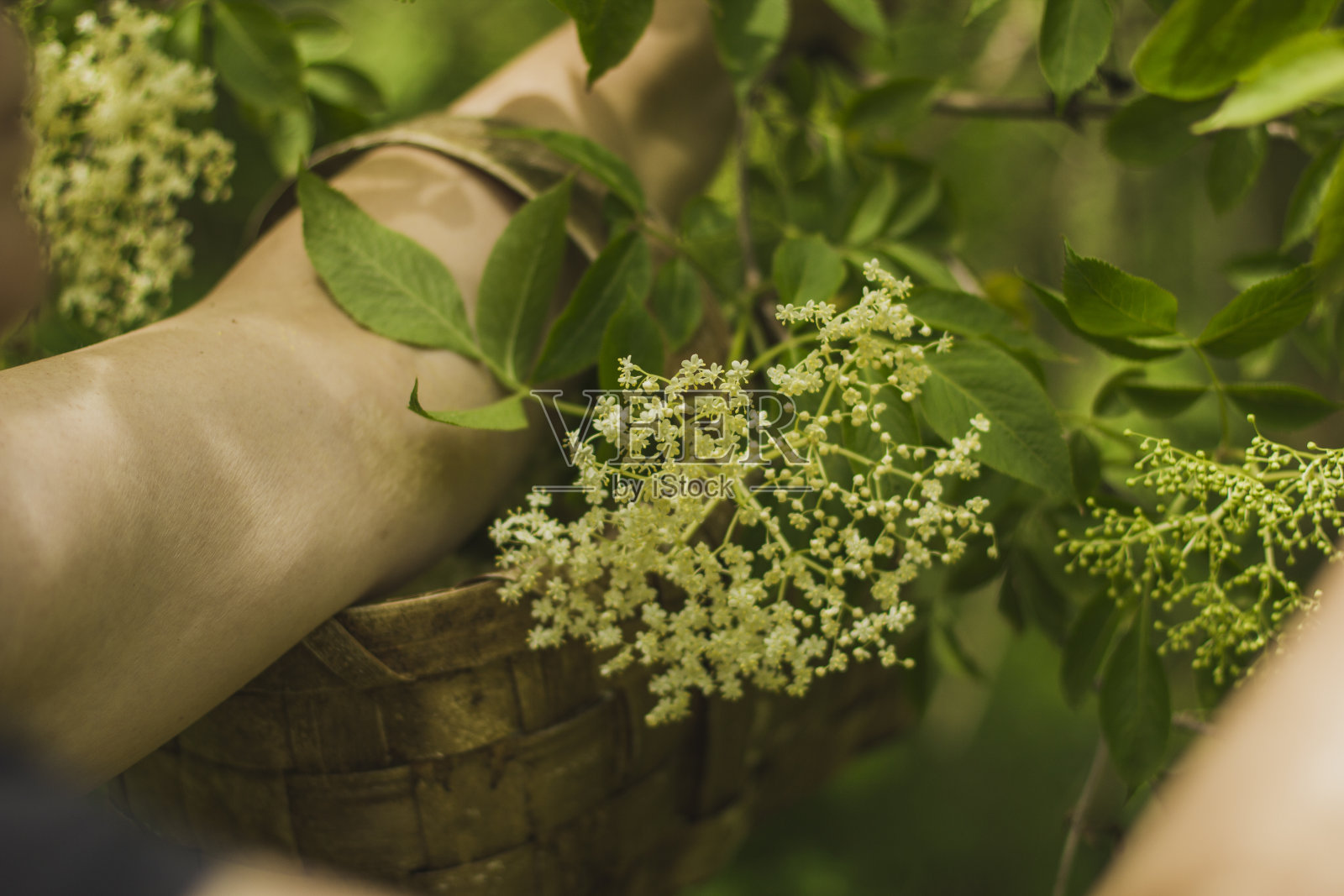 摘接骨木花照片摄影图片