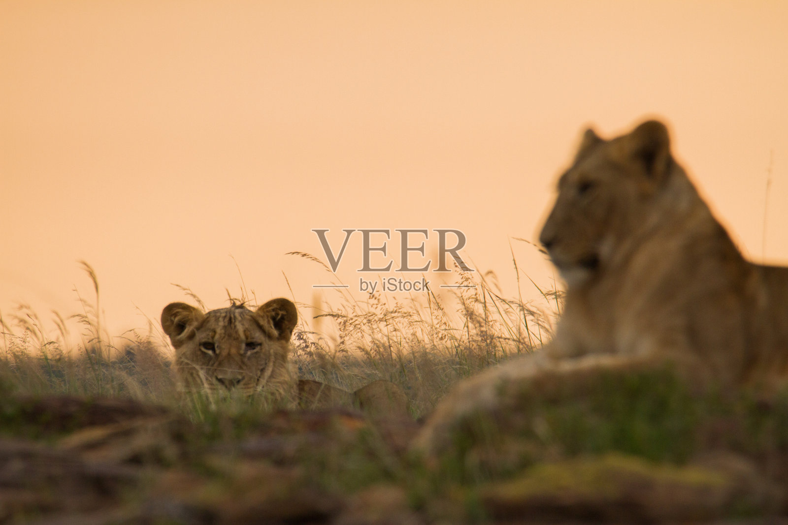 狮子在捉迷藏照片摄影图片