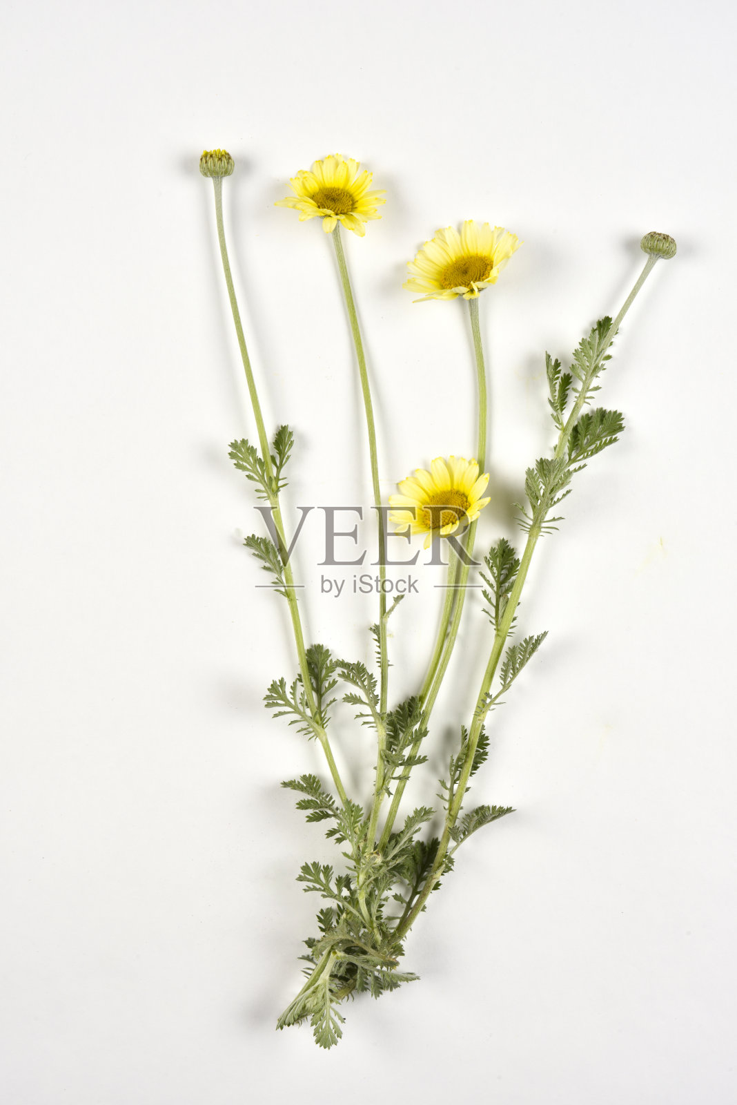 金色的菊花照片摄影图片