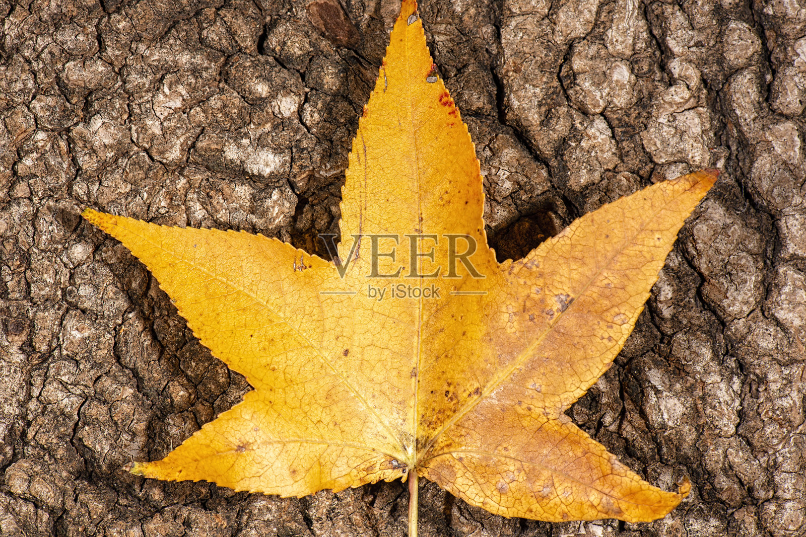 真实的叶子纹理照片摄影图片