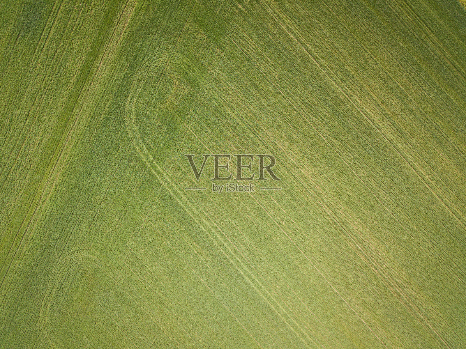 俯视图天然绿草纹理，草甸鸟瞰图。照片摄影图片