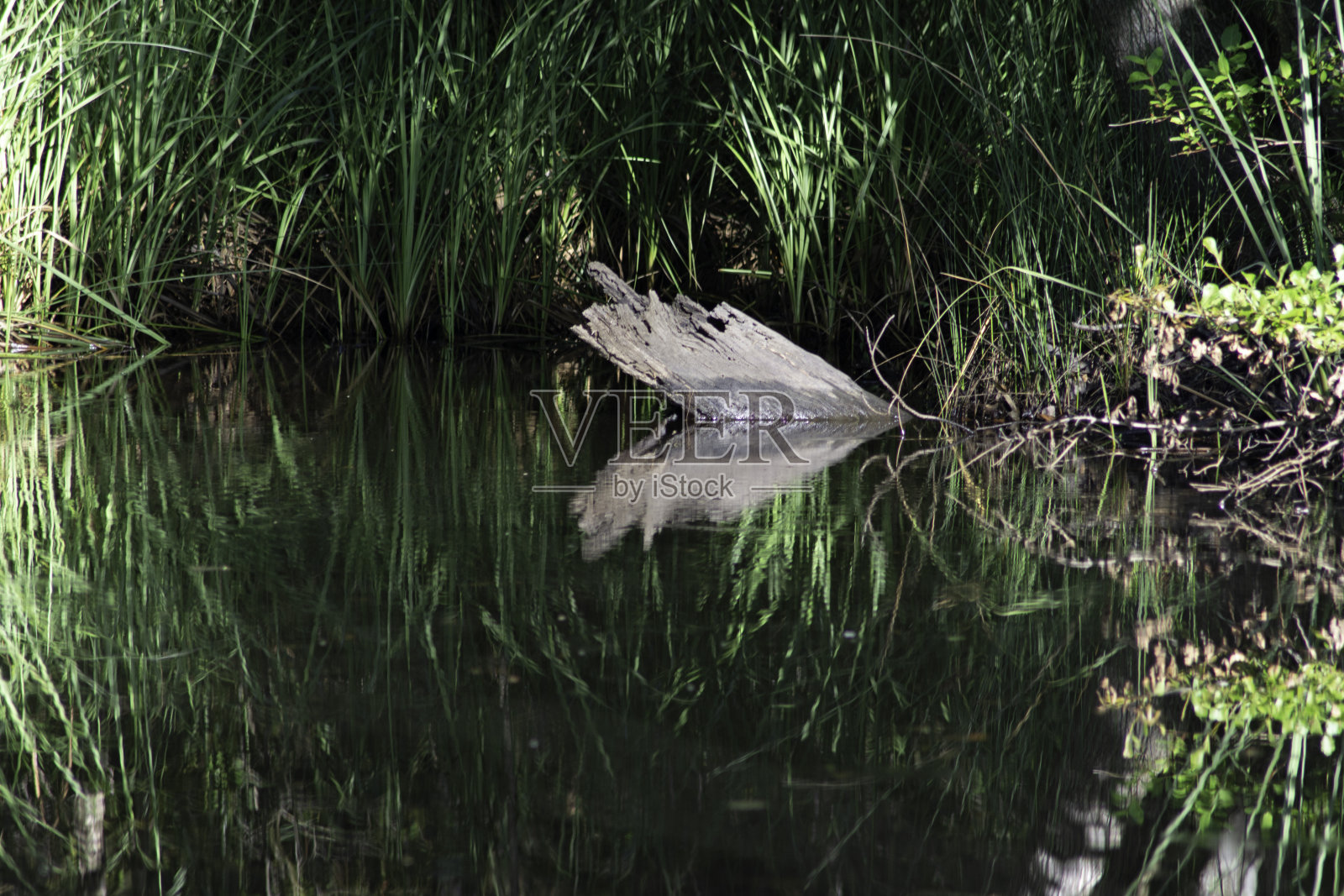 清晨沼泽倒影照片摄影图片