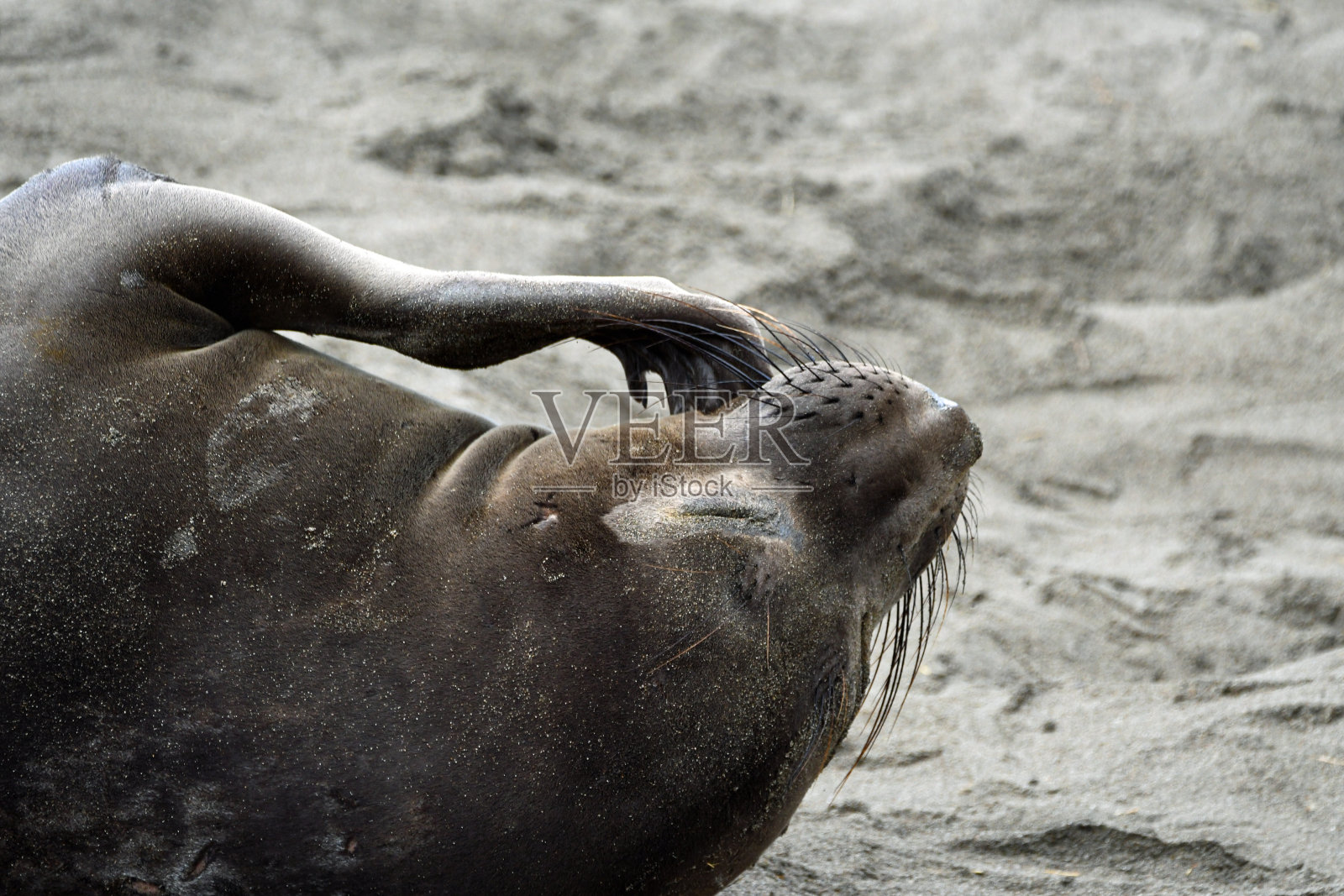 海象在沙子上抓挠下巴照片摄影图片