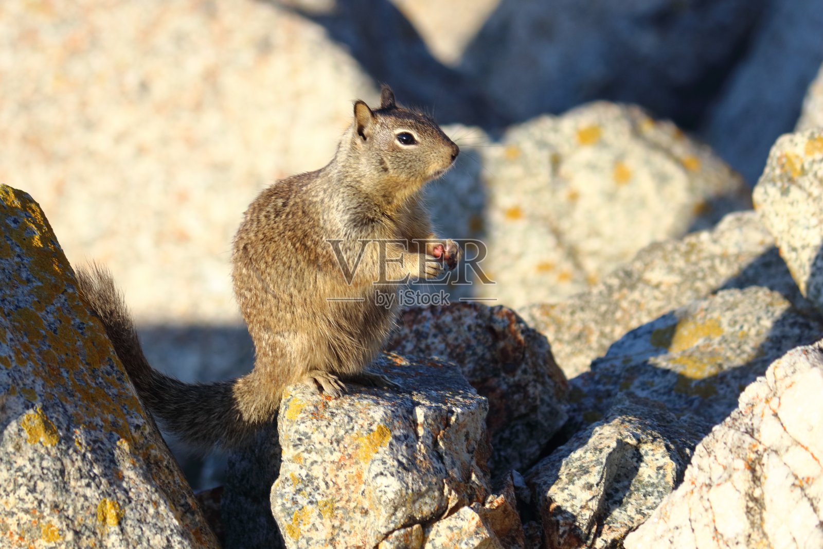 棕色松鼠用后腿站立在岩石上照片摄影图片