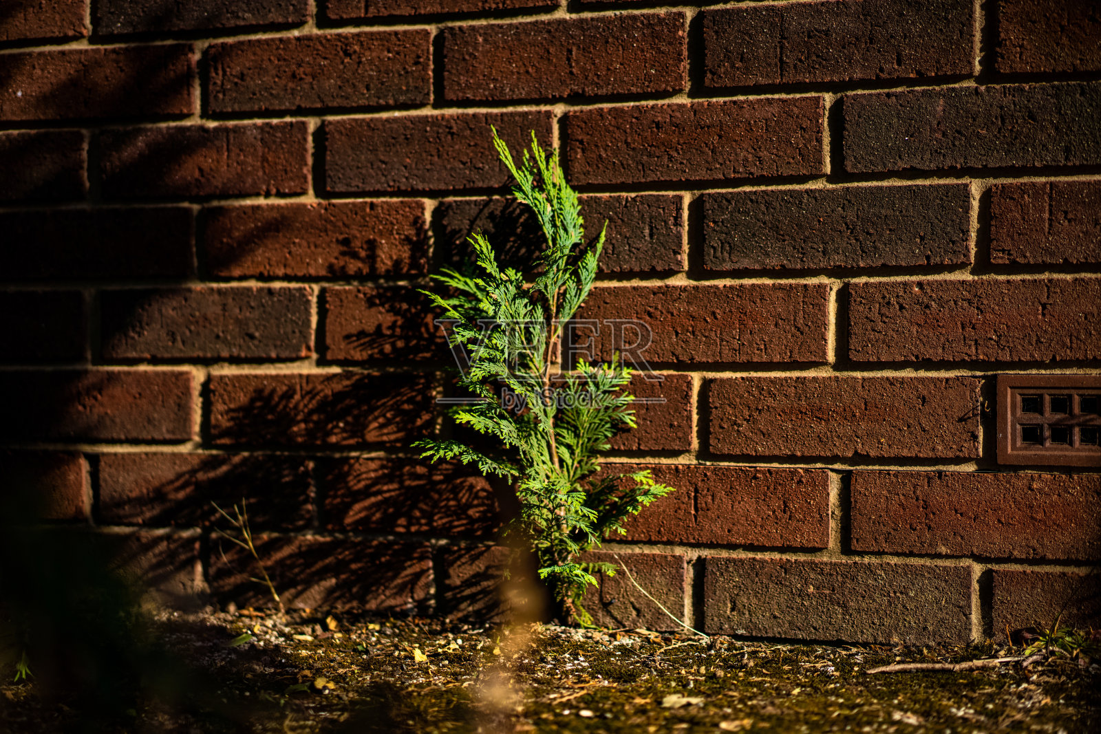 一个小的树照片摄影图片