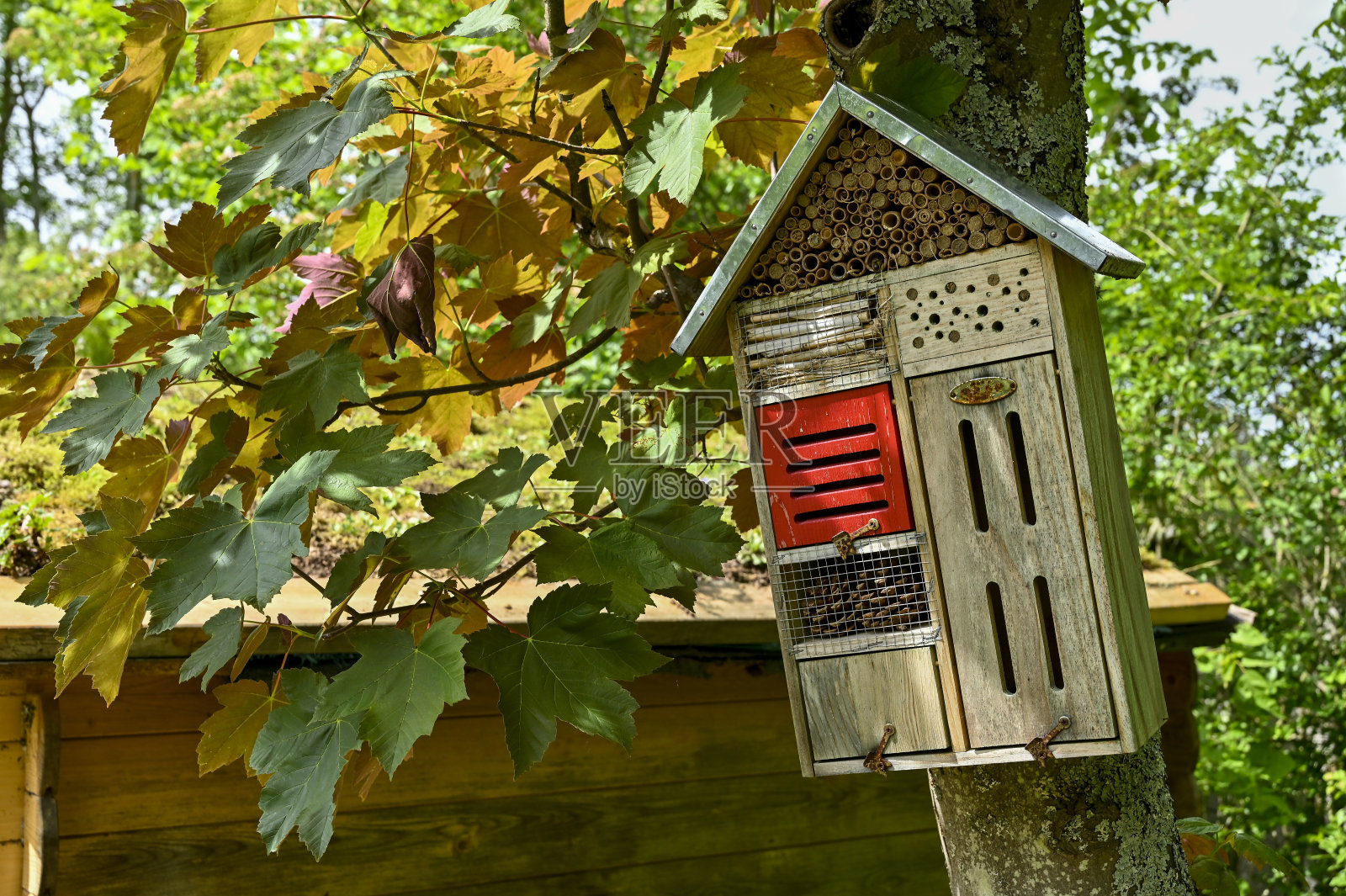 房子的昆虫照片摄影图片