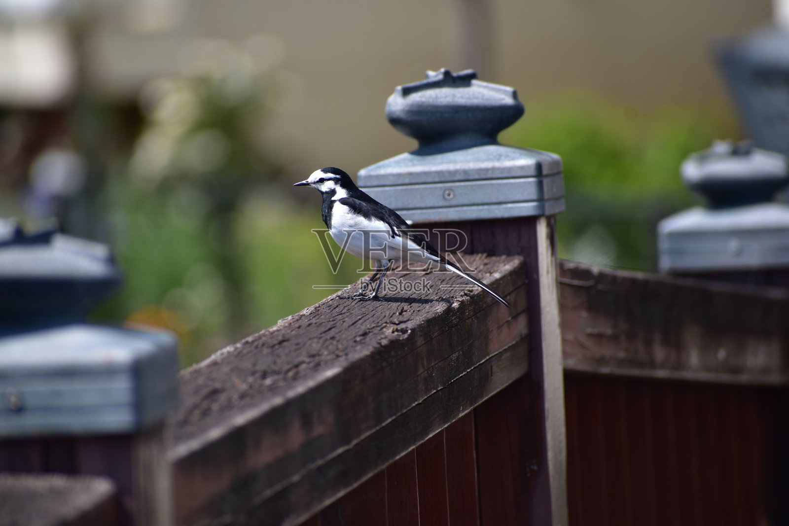 鹡鸰照片摄影图片