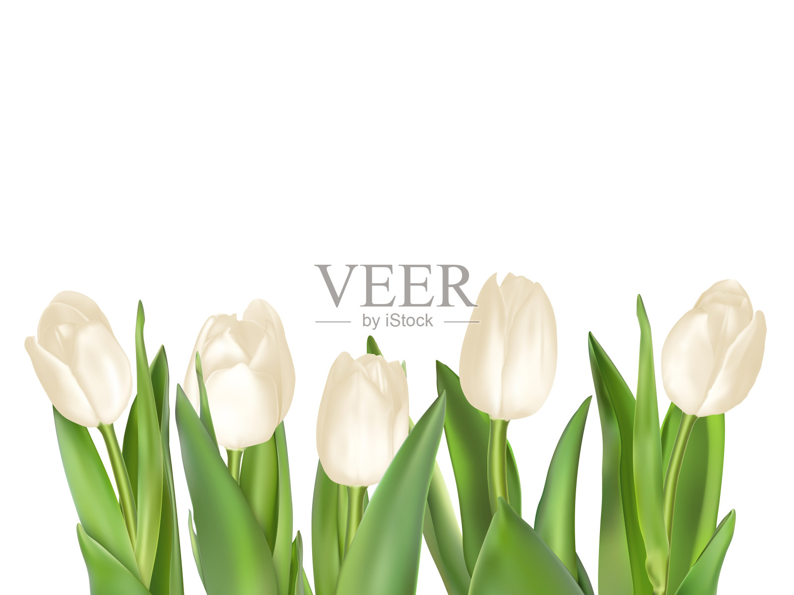 孤立的郁金香。每股收益10设计元素图片