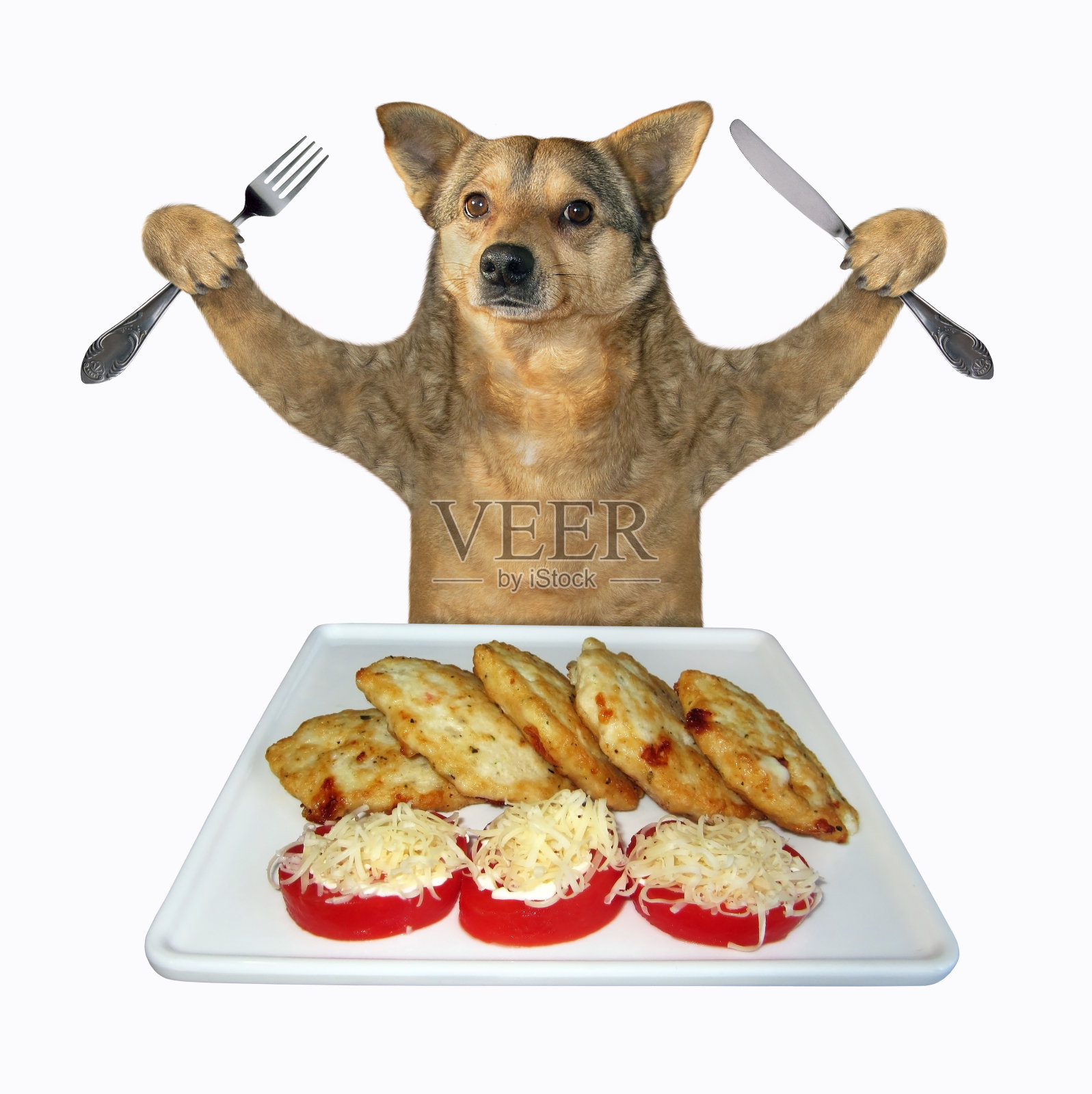 狗吃西红柿肉片照片摄影图片