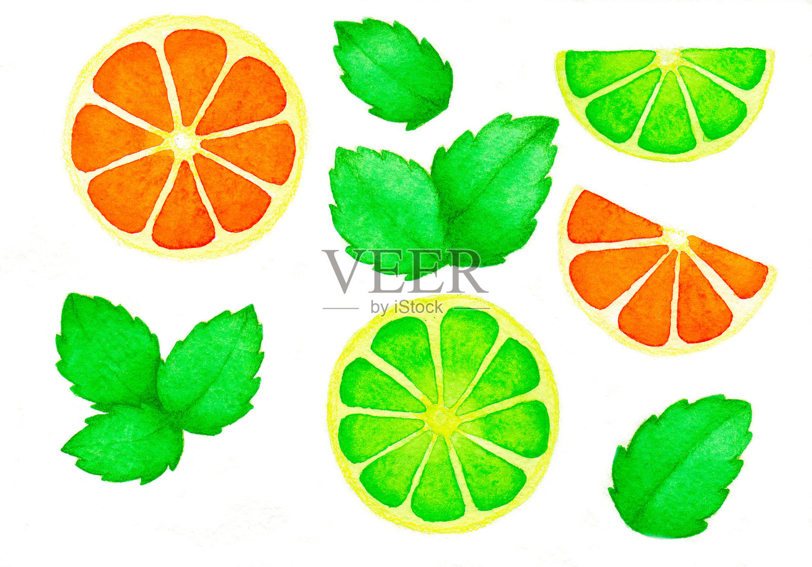 新鲜的柑橘类水果与薄荷分离的白色插画图片素材