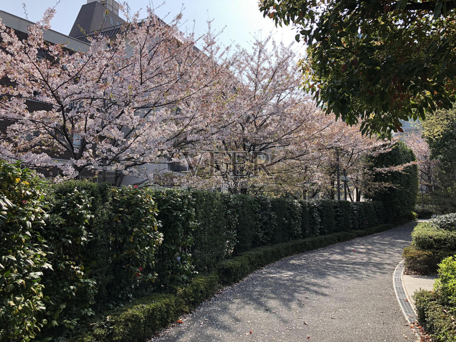 风景，地标和观光图片从传统和现代日本城市和自然照片摄影图片