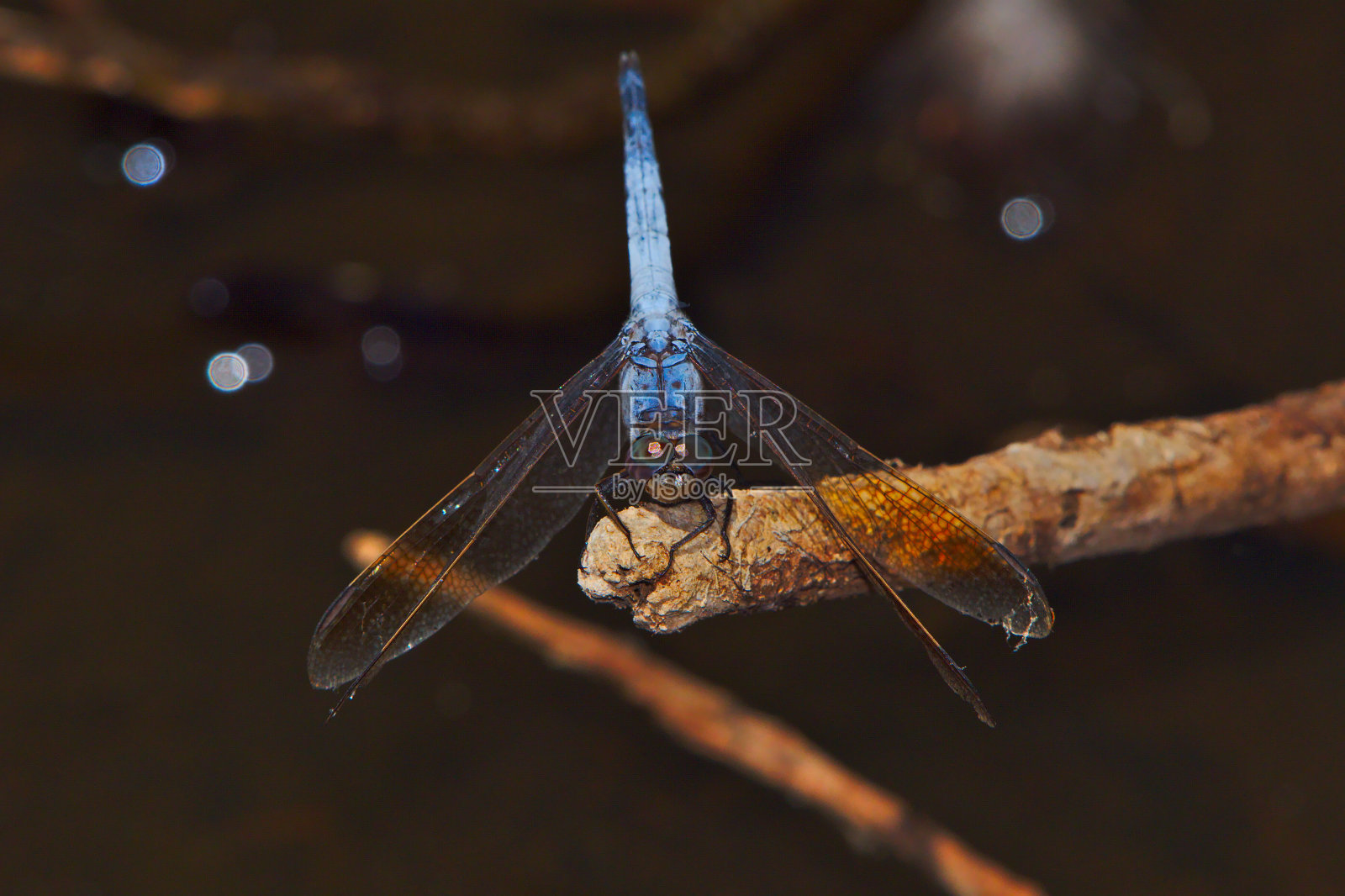 湿地里的蓝蜻蜓照片摄影图片