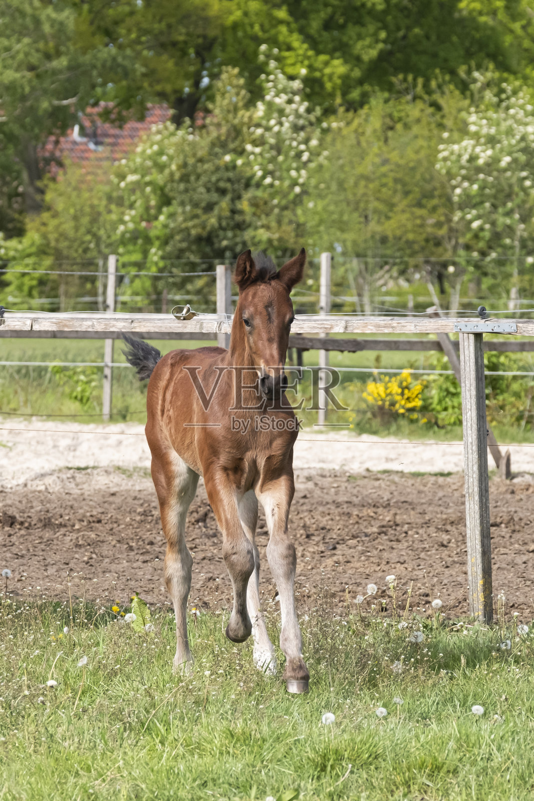 可爱的棕色小马驹在田野里自由奔跑。动物的运动。一星期大的种马照片摄影图片