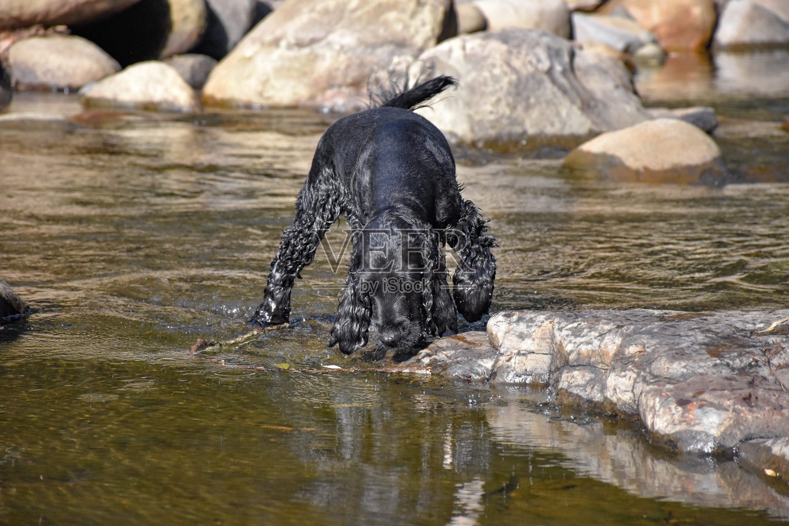 寻找鱼的黑色可卡犬照片摄影图片