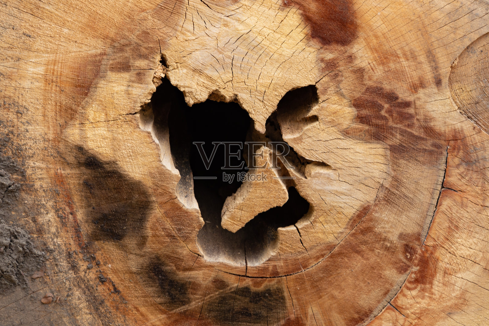 一棵大老树的树桩照片摄影图片