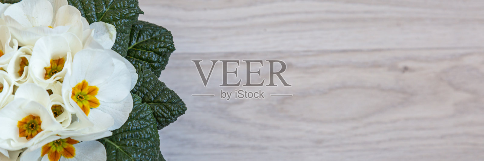 旗帜白色樱草照片摄影图片