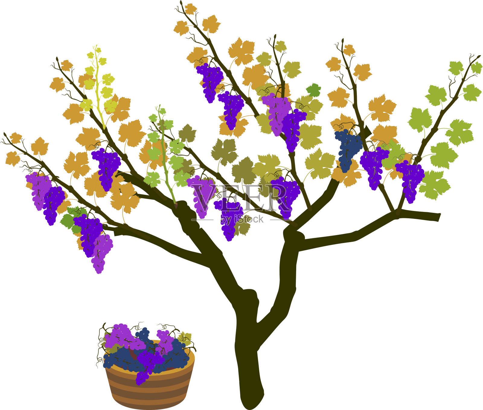 收获时间。葡萄植株与成熟的葡萄串孤立在白色的背景插画图片素材