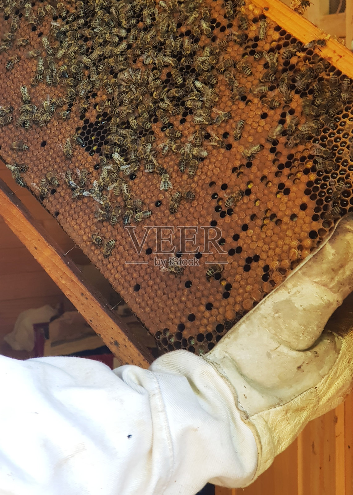 检查蜂巢的进度照片摄影图片