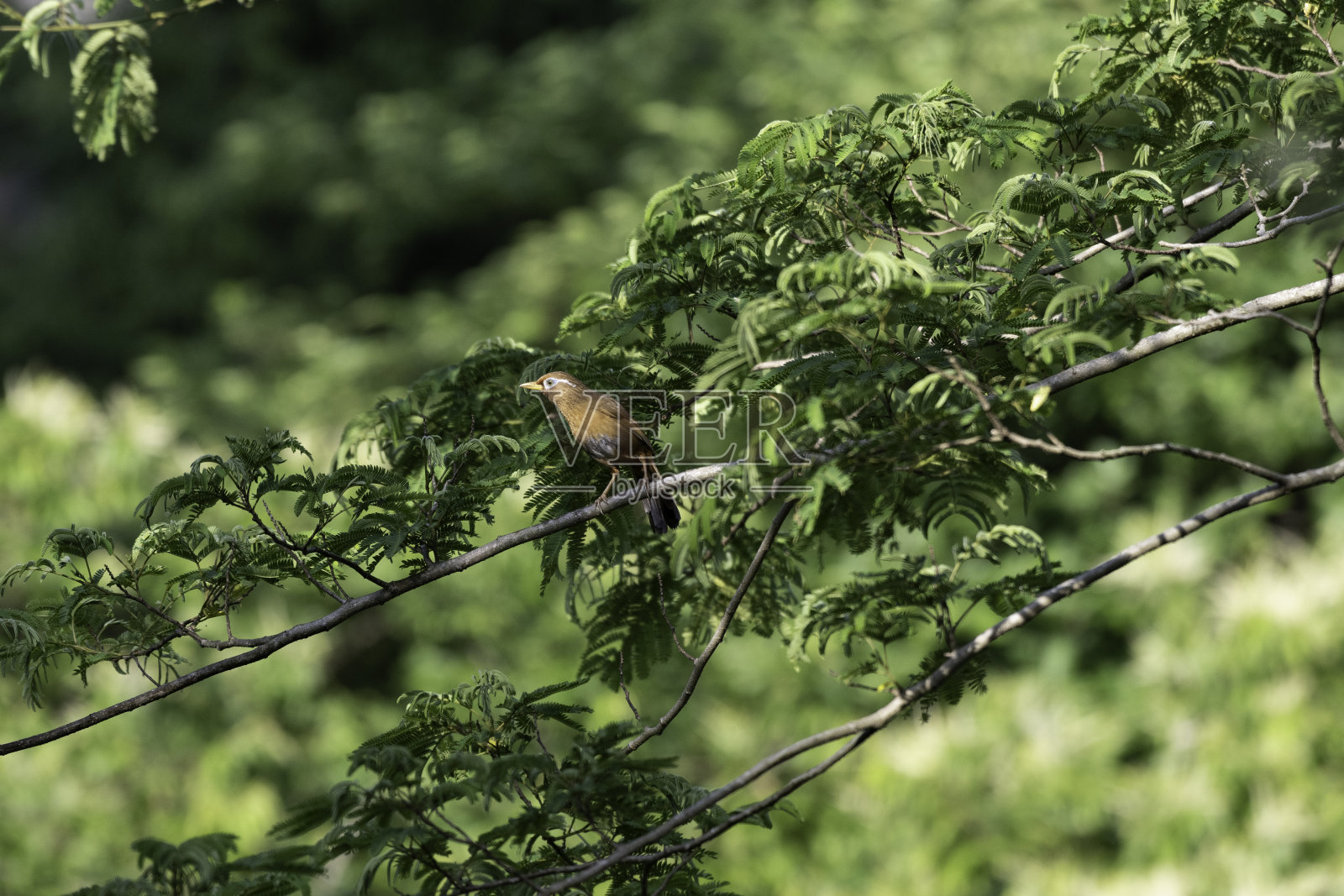 横滨公园里的中国华美照片摄影图片
