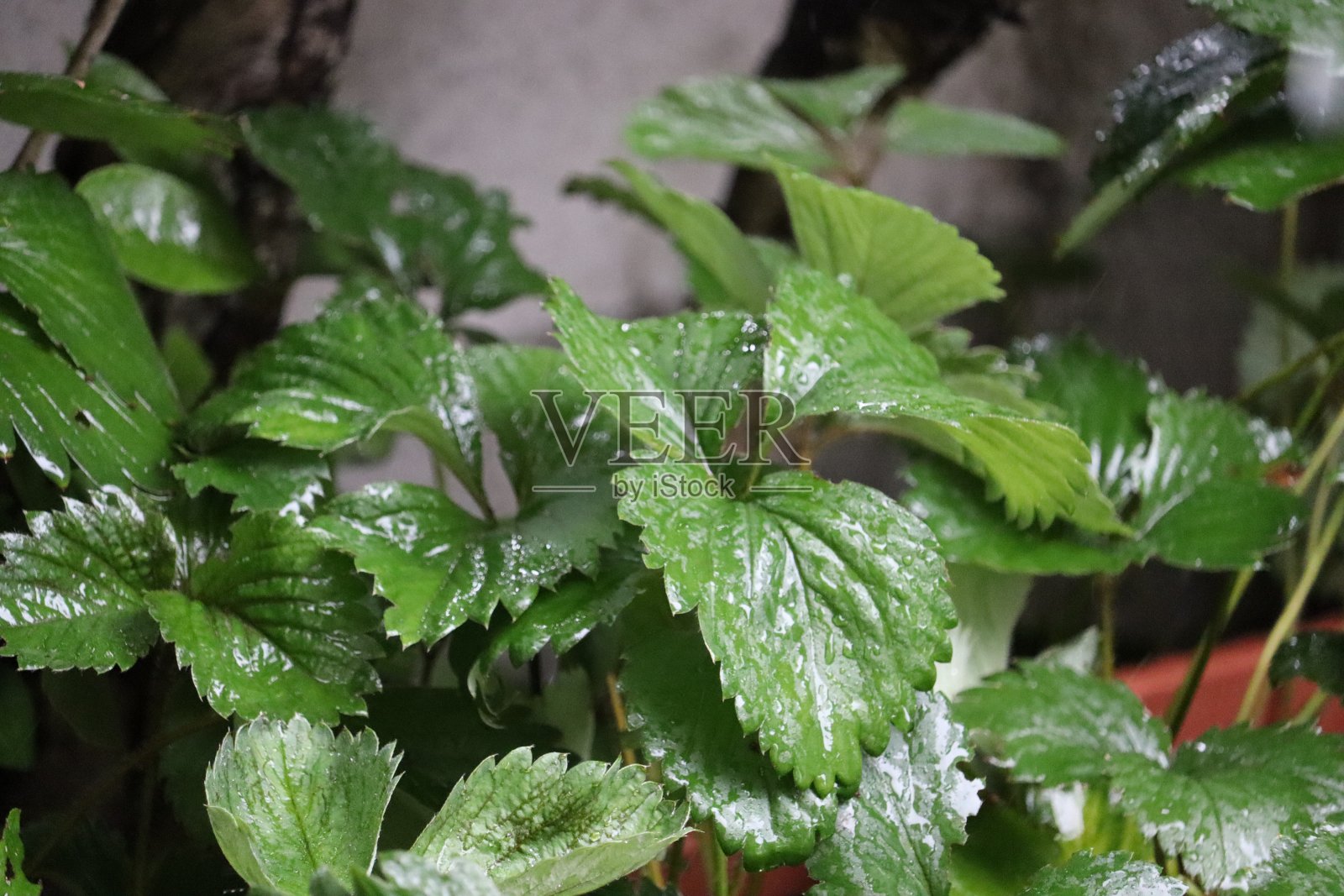 雨后的植物照片摄影图片