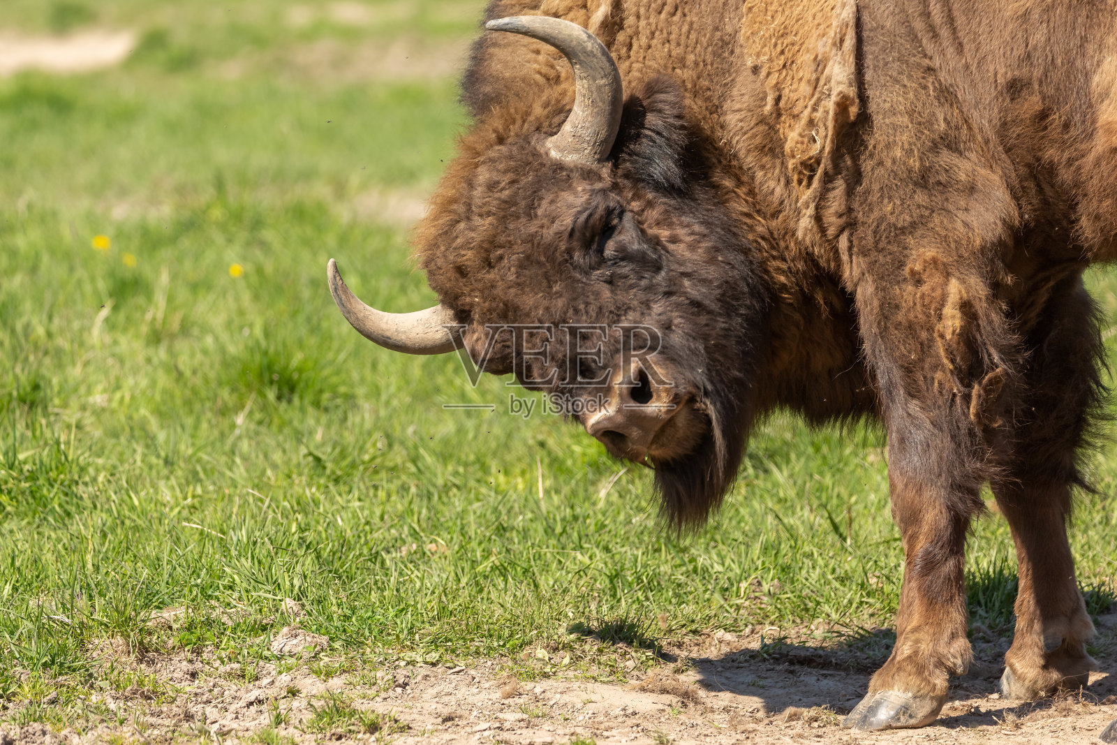 一个巨大的水牛的肖像谁是非常热照片摄影图片