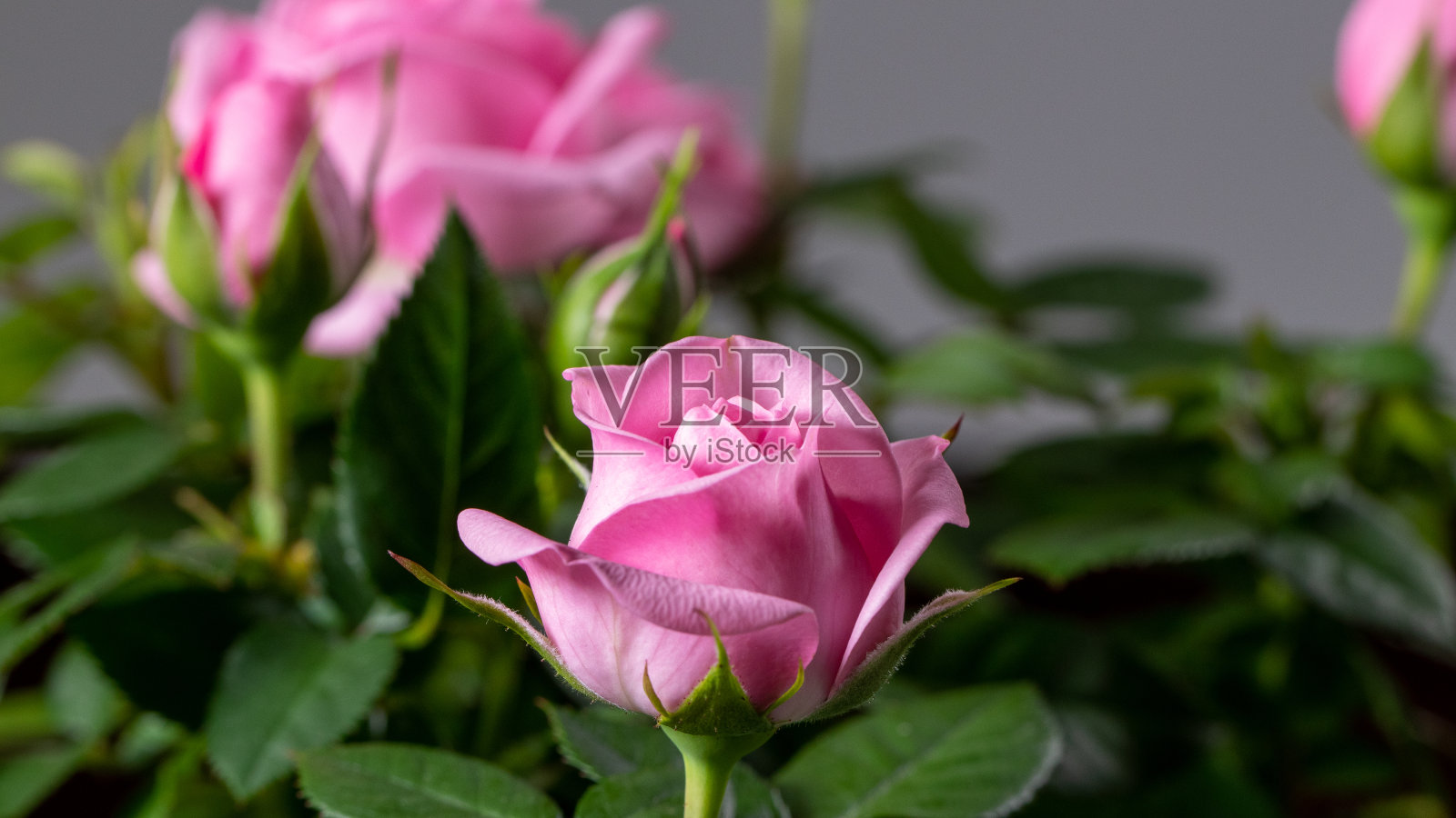 奶油花瓶里的粉红玫瑰花蕾照片摄影图片