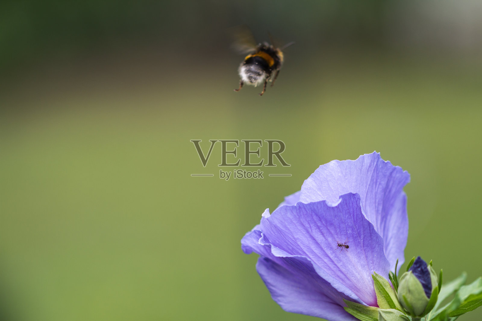 一个蓝色的木槿花盛开的特写照片摄影图片