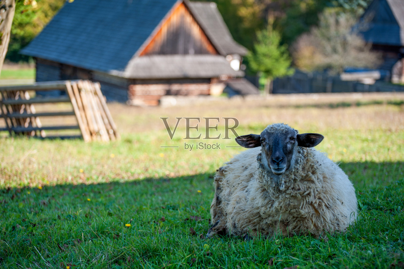 夏天草地上的羊群照片摄影图片