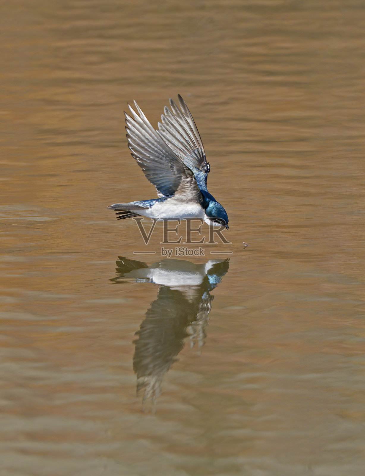 树吞入目标照片摄影图片