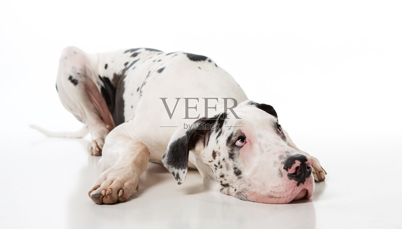 大丹犬躺下照片摄影图片