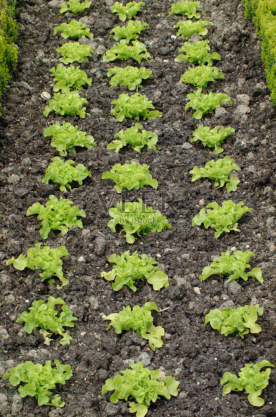 花园与巴达维亚沙拉莴苣照片摄影图片