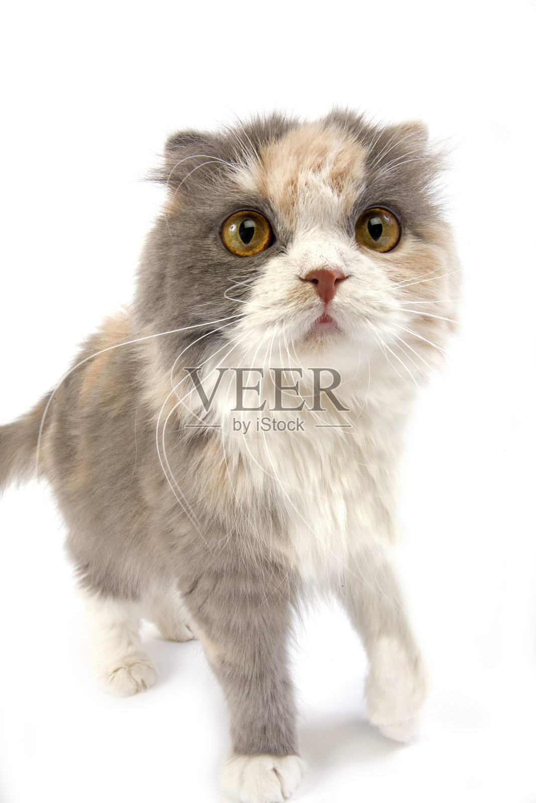 蓝奶油和白色的高地褶皱猫，女性对白色的背景照片摄影图片