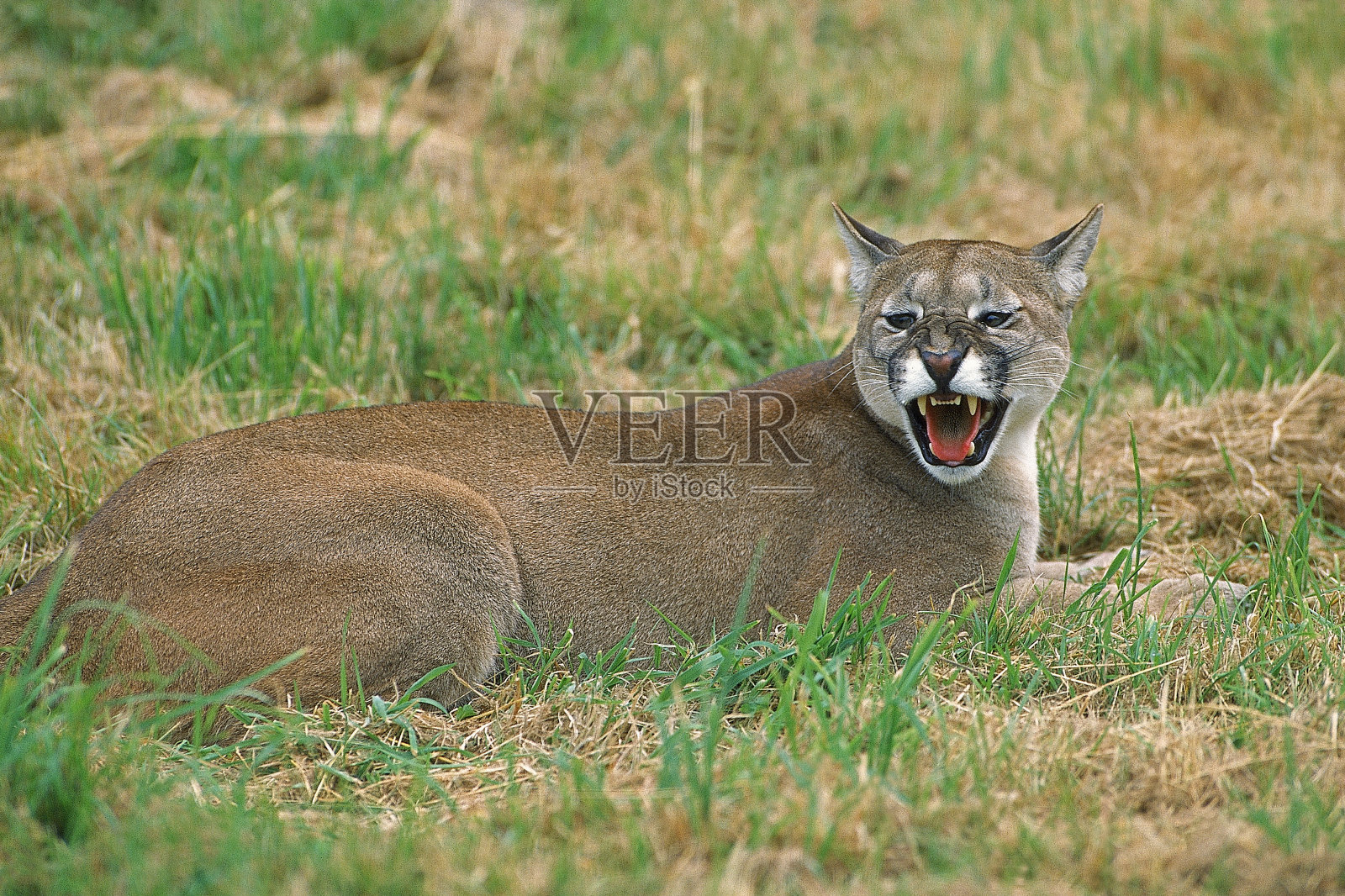美洲狮，成年的威胁姿势照片摄影图片