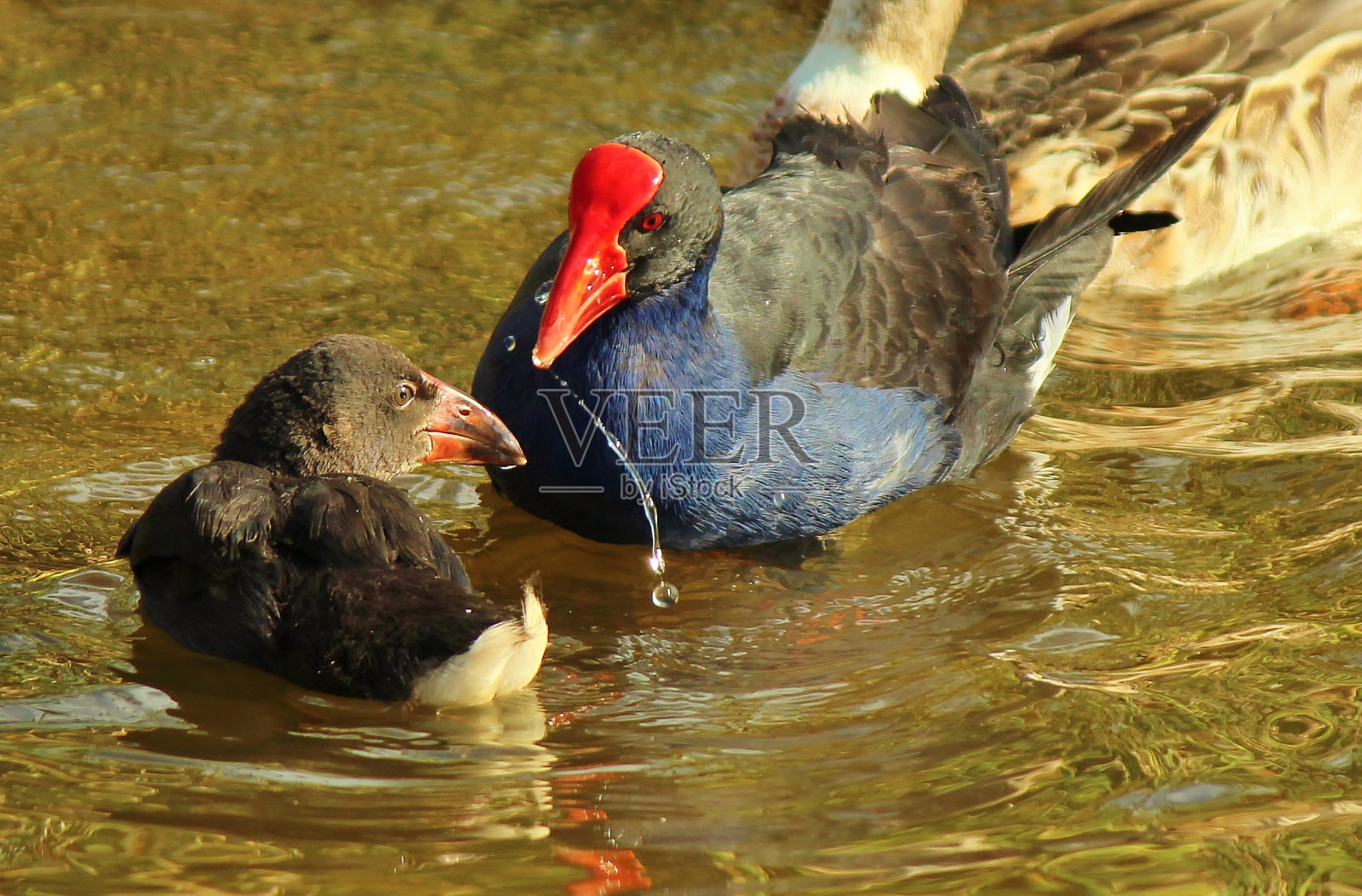 大洋洲沼泽鸟(紫斑鸟)-黑斑鸟照片摄影图片