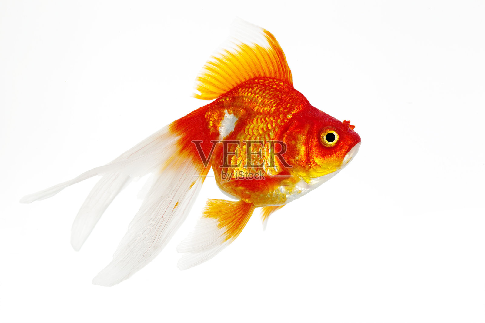 琉球金鱼，鲫鱼，白色背景下的成鱼照片摄影图片