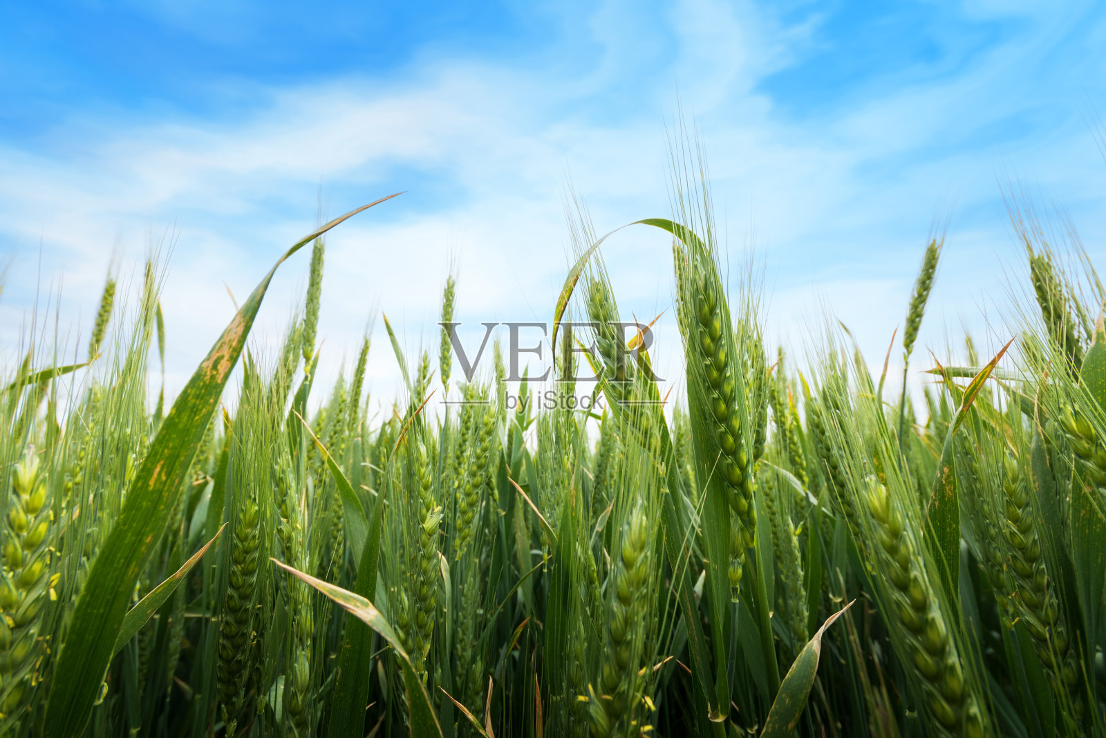 麦穗微距照片照片摄影图片