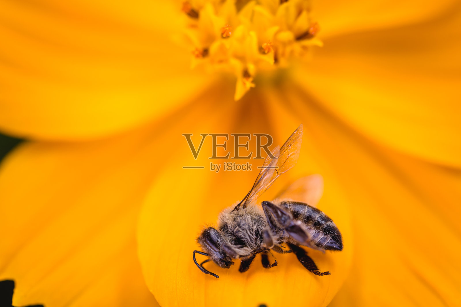 蜂箱倒塌和过度使用杀虫剂。环境风险的概念。一朵花上一只死蜜蜂的微距摄影。照片摄影图片