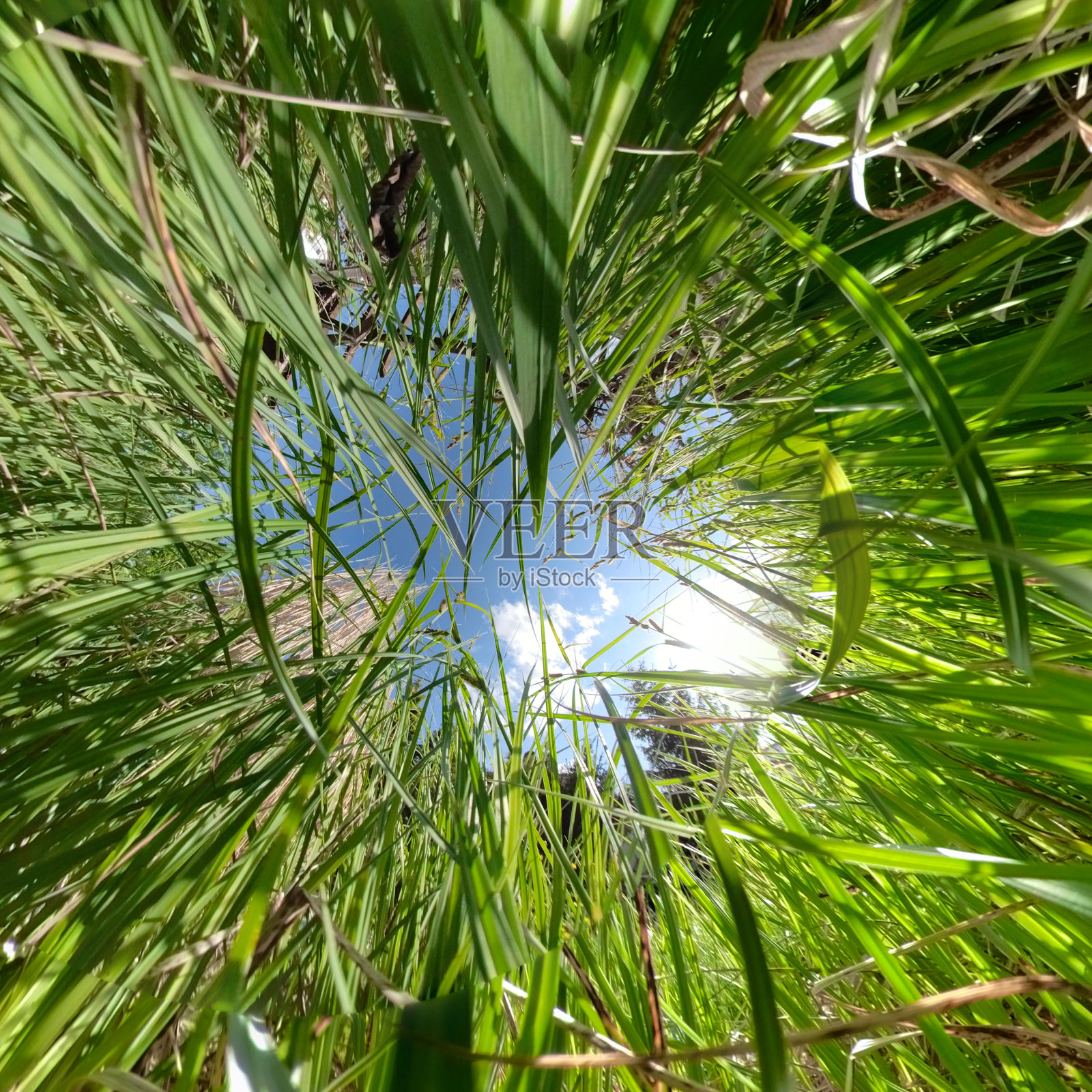 芦苇从下面照片摄影图片