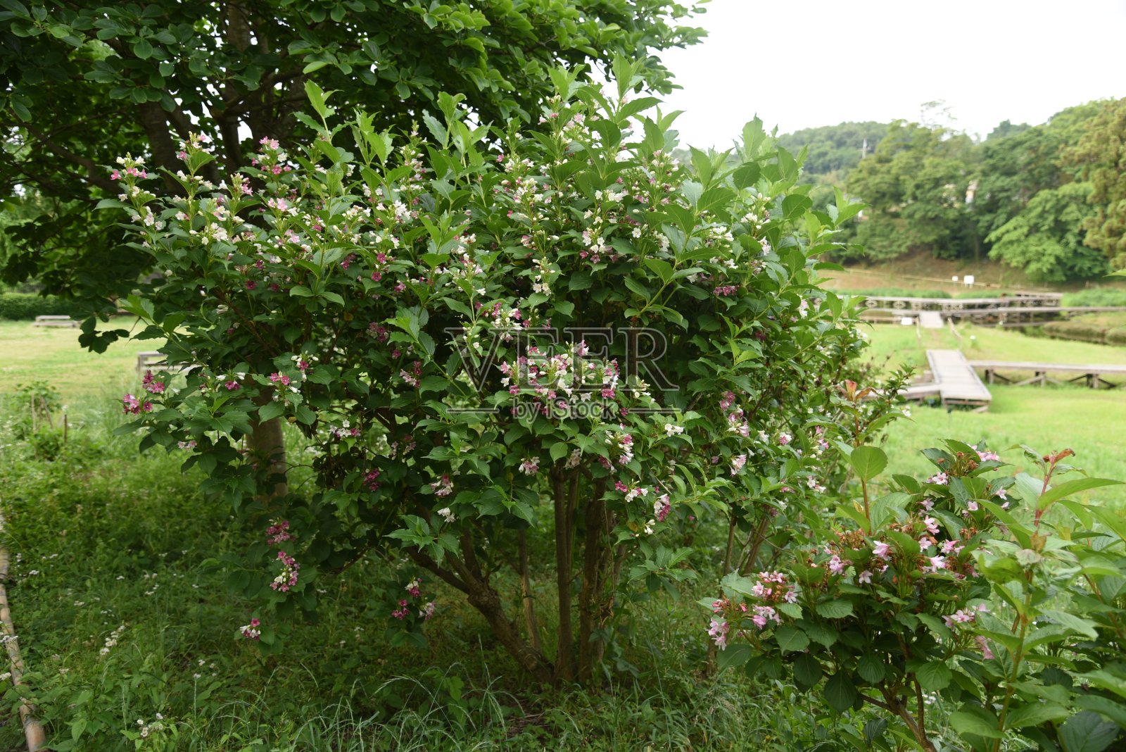 Weigela coraeensis花照片摄影图片