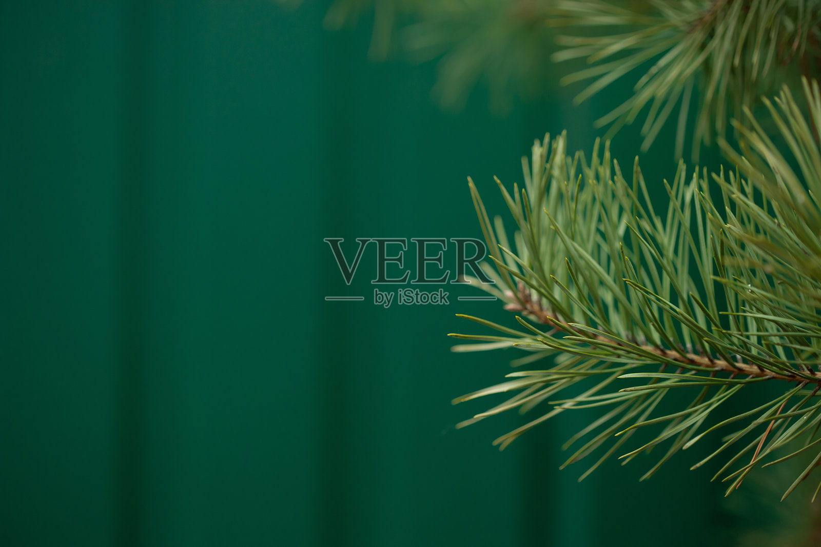 绿色云杉近距离框架开放的复印空间与新的春天生长和松果。圣诞节的概念。照片摄影图片