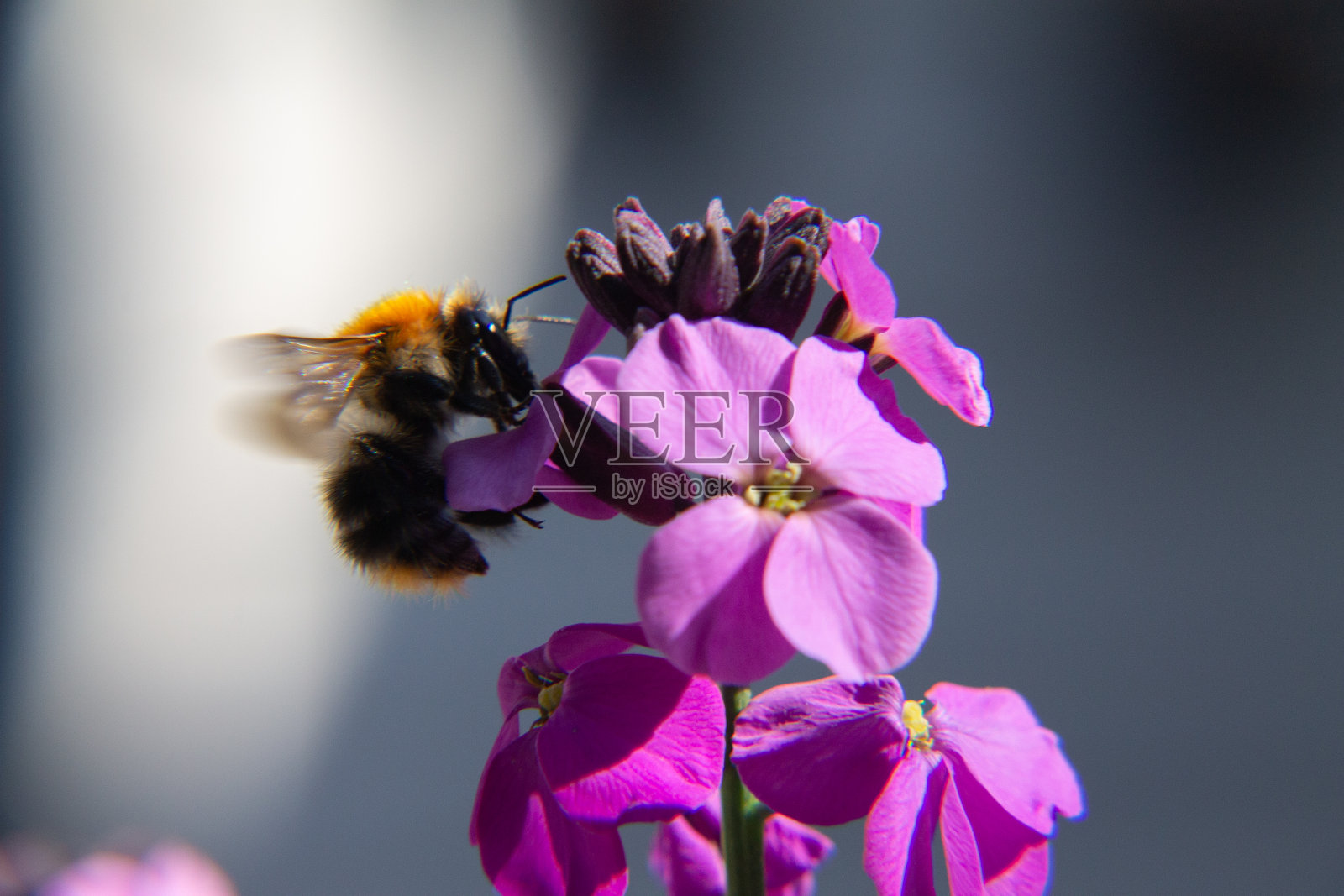 蜜蜂在粉红色和紫色的花上采集花朵照片摄影图片